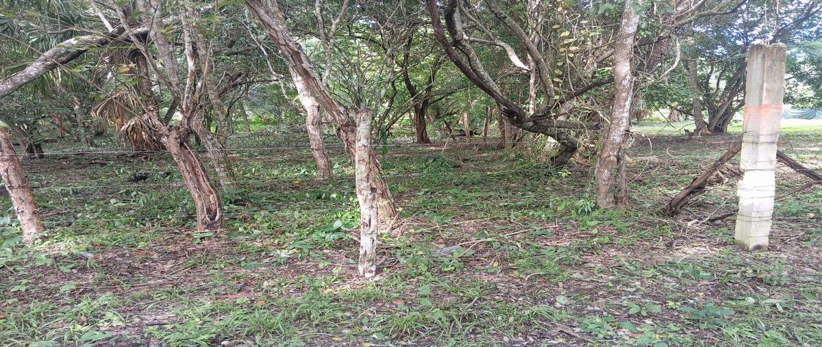 Foto de terreno habitacional en venta en  , aarón merino [colonia], bacalar, quintana roo, 0 No. 04